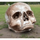 Foam Half Skull w/o Bottom Jaw Realistic Props Drop Dead Design Studios 