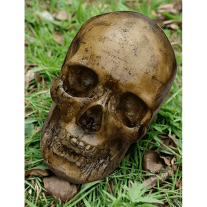 Foam Full Head Skull Realistic Props Drop Dead Design Studios 